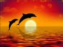 Relajación y equilibrio con Delfines, Meditación guiada