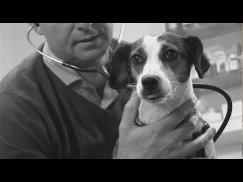 video-linktoworks-How To Mate Pet Dogs - YouTube