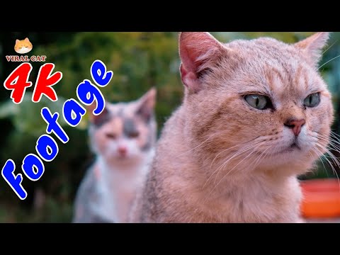 Những Cảnh Quay Đẹp Chất Lượng 4K Về Hoàng Thượng Mèo Tập 17