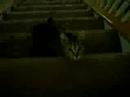 My Cat Runing away
