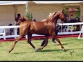 arabi