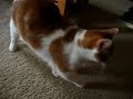 Pekoe the amazing fat cat that rolls over