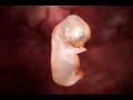 videos de Mamíferos.wmv