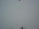 Big snow flakes
