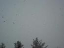 Big snow flakes