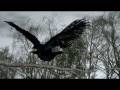 raven animation feathers