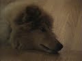 Nætur Cato - Rough Collie puppy