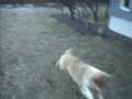 Nætur Cato - Rough Collie puppy