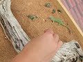Khan The Mongolian Hissing Lizzard Attacks