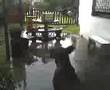 Dogo de burdeos y tormenta Dogo de burdeos y tormenta