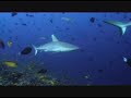 Reef Dive Maldives 2009