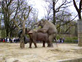 Elephants In Love - Part I Elephants In Love - Part I