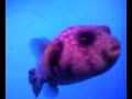 Big Lionfish