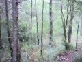 matí per vallfogona...