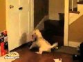 Ver Video