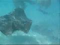 Scuba in French Polynesia (Tahiti) - YouTube