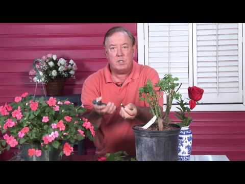 how to plant mini roses