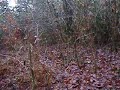 chasse aux chiens courants 5