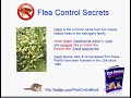 Take a gander at the #neem #natural #flearemedy video here http://j.mp/kfOqKO #fleas #ticks #CritterChat