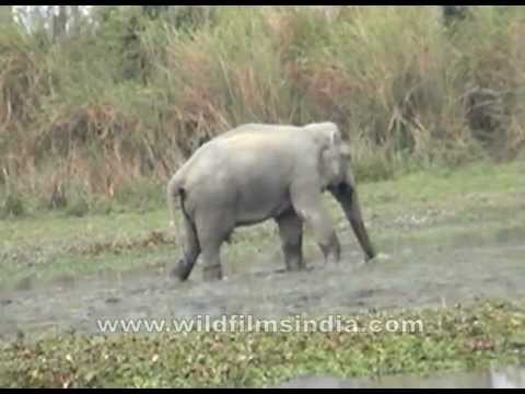 Elephant eating fish???