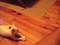Cabbit Playing
