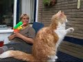 Playing Maine Coons, Music Bad boys Wham Playing Maine Coons, Music Bad boys Wham