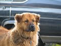 hurricane katrina animal rescue