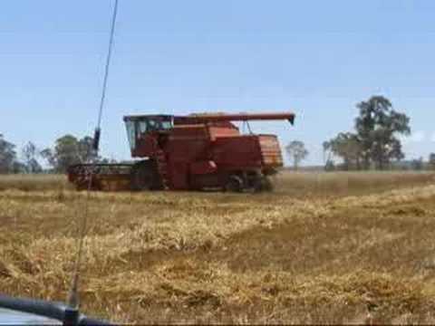 how to harvest hulless oats