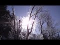 CRYSTAL RIVER FROSTED TREES