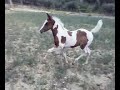 VT WHIMPY COWBOY by Even Winsalot Man