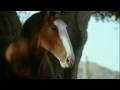 Budweiser Clydesdale Fetching A Stick Super Bowl 43 Commercial