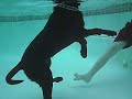 Diving Dog