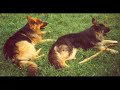 German Shepherd - Deutscher Sch�ferhund