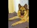 German Shepherd - Deutscher Schäferhund