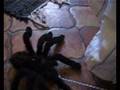 La bête qui feser kli-kili