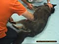 Rottura bilaterale dei crociati in un cane
