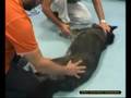 Rottura bilaterale dei crociati in un cane