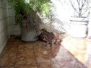 Cats (Gato) - Abyssinians kittens fight kung fu - Gatos Abiss�nios brincado de luta