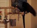 Ivy - The Acrobat