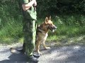 Jag och min hund övar sök mot byggnad, skallet indikerar att hunden har hittat en misstänkt. Han ska ligga och skälla på avstånd och får inte attackera förrens den misstänkte rör på sig (hotfullt eller flyende).