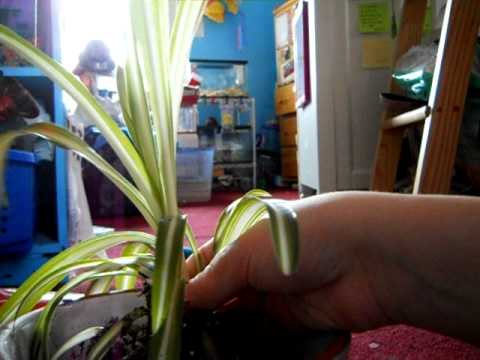 how to transplant spider plant babies
