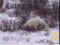 National Geographic Polar Bear Play 2