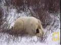 Kutup Ay�lar� belgeseli video.