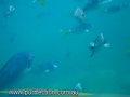 Seawind 1160 Bareboat Charter Catamaran Whitsundays