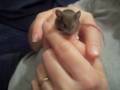 Little 20 days mouse