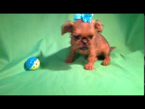 Baby Brussel Griffon COCO