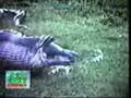 aygır yutan piton
