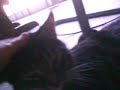 my cat