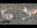 Beauty of a Whitetail with Roger Raglin from CVA