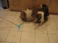 Shelties Go Berserk During Housecleaning